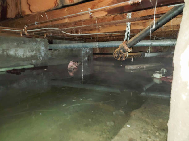 Best Flood restoration services  in Ocean Pointe, HI